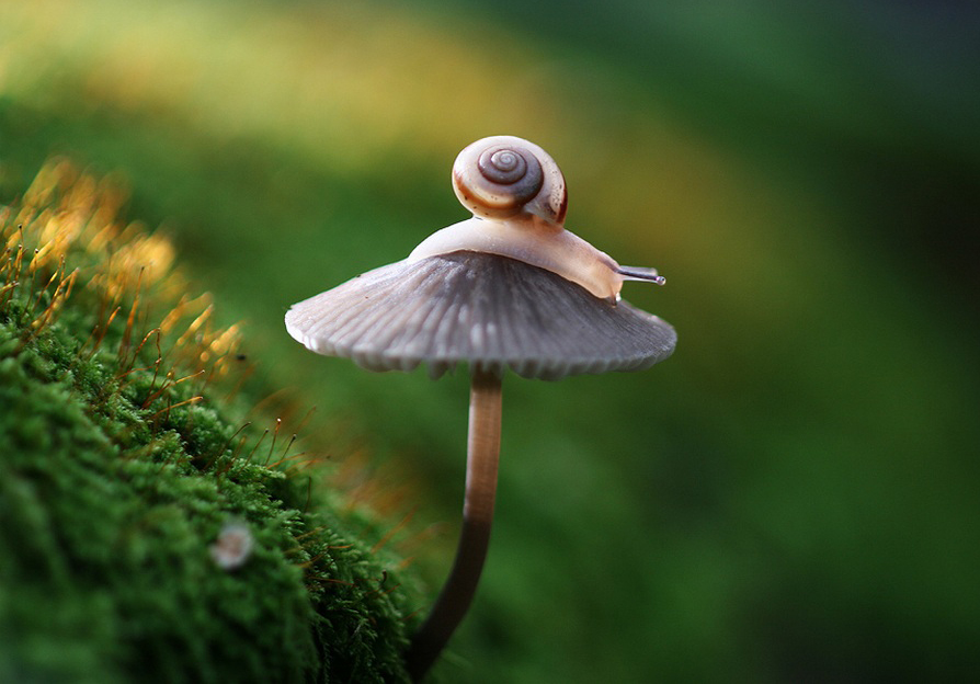 Small, pink snail resting on top of a gray capped mushrom with green moss as the background